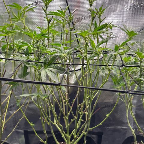 Broadway Runtz #2 growlog timeline photo