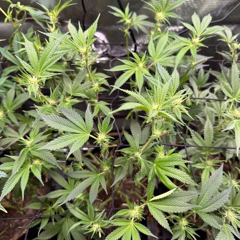Broadway Runtz #2 growlog timeline photo