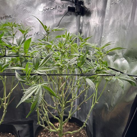 Blueberry Cupcake  growlog timeline photo