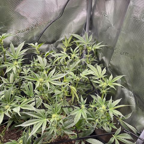 Blueberry Cupcake  growlog timeline photo
