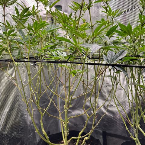 Jelly Donutz growlog timeline photo