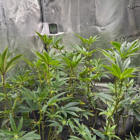 Jelly Donutz growlog timeline photo