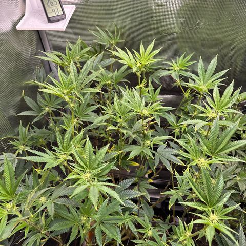 Jelly Donutz growlog timeline photo