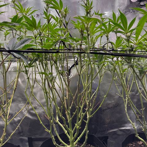 Broadway Runtz #2 growlog timeline photo