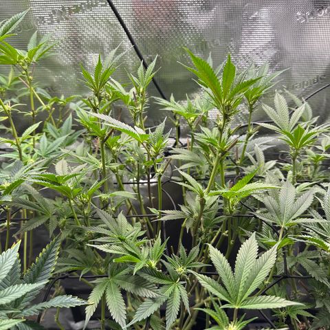 Broadway Runtz #2 growlog timeline photo