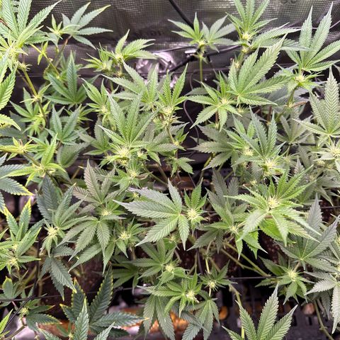 Broadway Runtz #2 growlog timeline photo