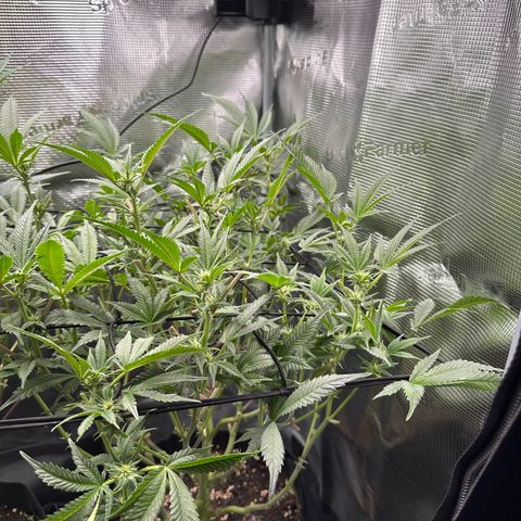 Blueberry Cupcake  growlog timeline photo