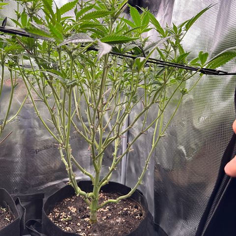 Blueberry Cupcake  growlog timeline photo
