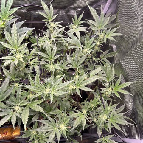 Blueberry Cupcake  growlog timeline photo
