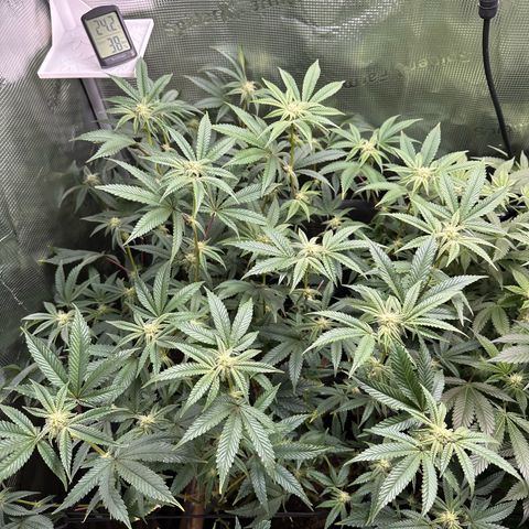 Jelly Donutz growlog timeline photo