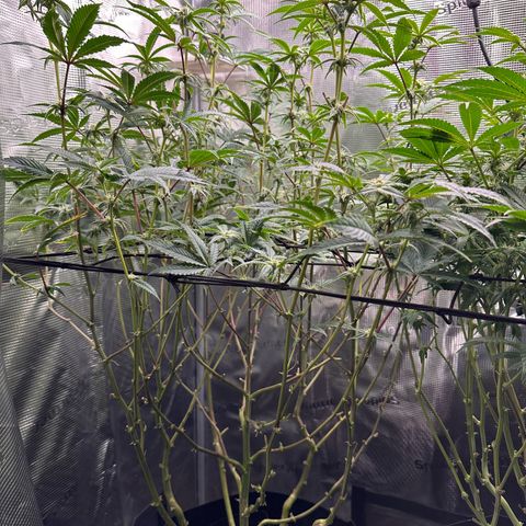 Jelly Donutz growlog timeline photo