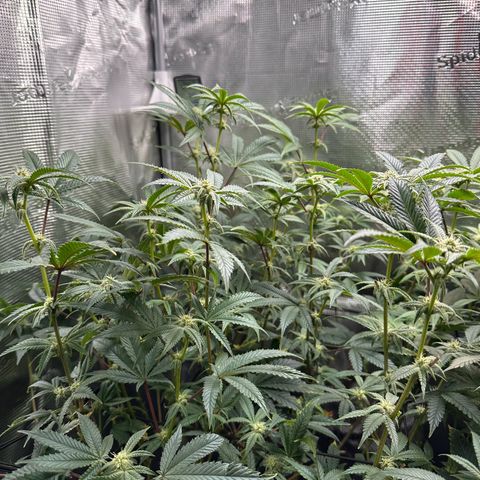 Jelly Donutz growlog timeline photo