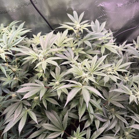 Broadway Runtz #2 growlog timeline photo