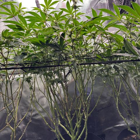 Broadway Runtz #2 growlog timeline photo