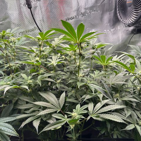 Broadway Runtz #2 growlog timeline photo