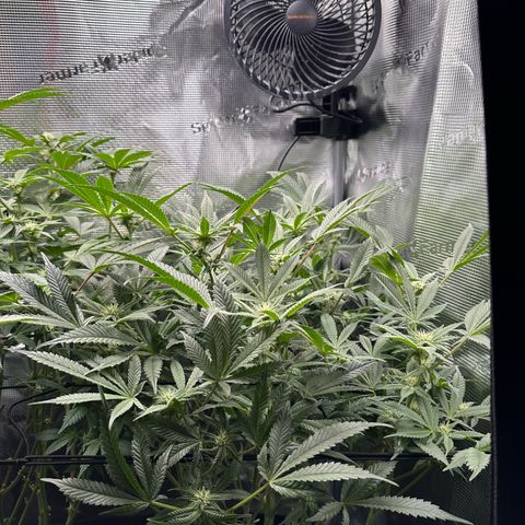 Blueberry Cupcake  growlog timeline photo