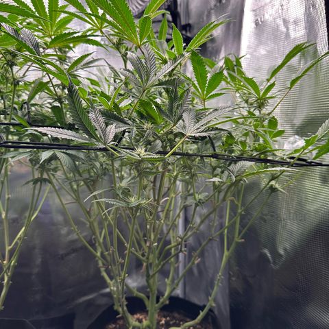 Blueberry Cupcake  growlog timeline photo