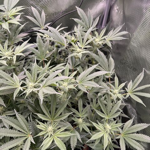 Blueberry Cupcake  growlog timeline photo