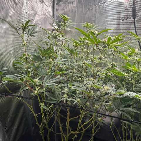 Jelly Donutz growlog timeline photo