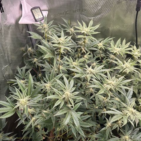 Jelly Donutz growlog timeline photo