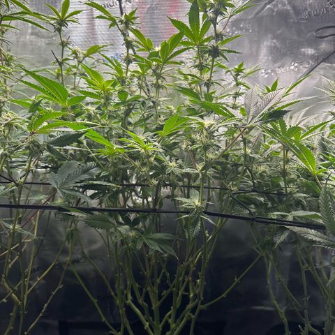 Broadway Runtz #2 growlog timeline photo