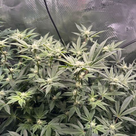 Broadway Runtz #2 growlog timeline photo