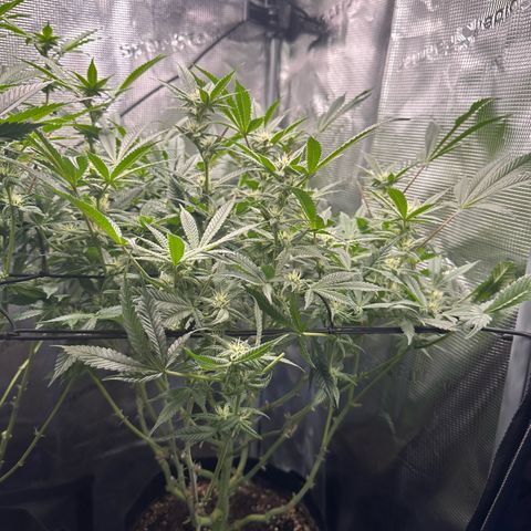 Blueberry Cupcake  growlog timeline photo
