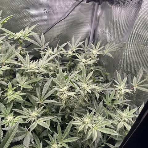 Blueberry Cupcake  growlog timeline photo