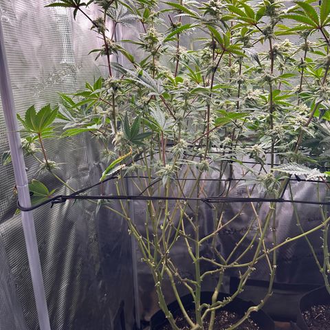 Jelly Donutz growlog timeline photo