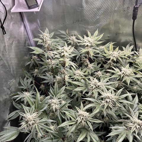 Jelly Donutz growlog timeline photo