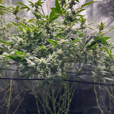 Broadway Runtz #2 growlog timeline photo