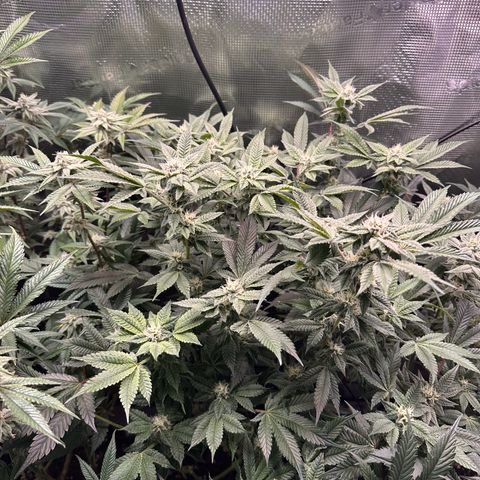 Broadway Runtz #2 growlog timeline photo