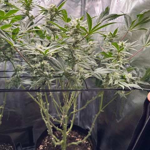 Blueberry Cupcake  growlog timeline photo