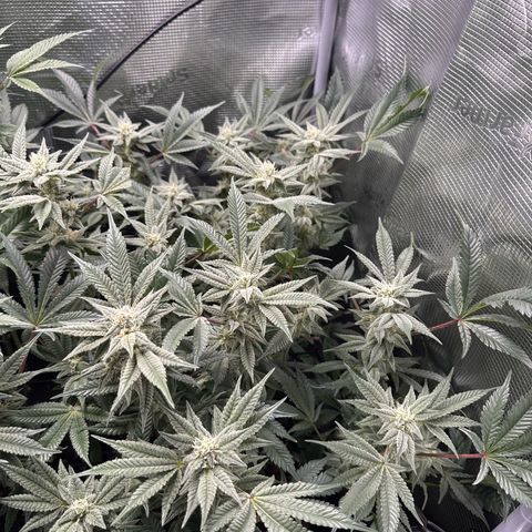 Blueberry Cupcake  growlog timeline photo