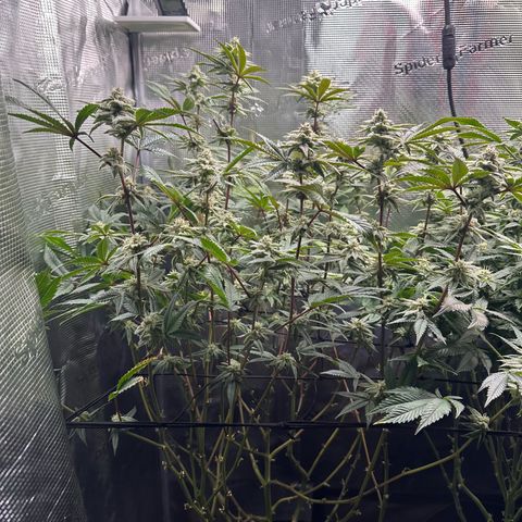 Jelly Donutz growlog timeline photo