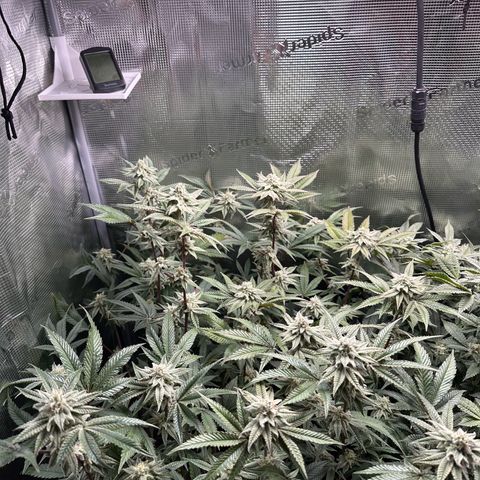 Jelly Donutz growlog timeline photo