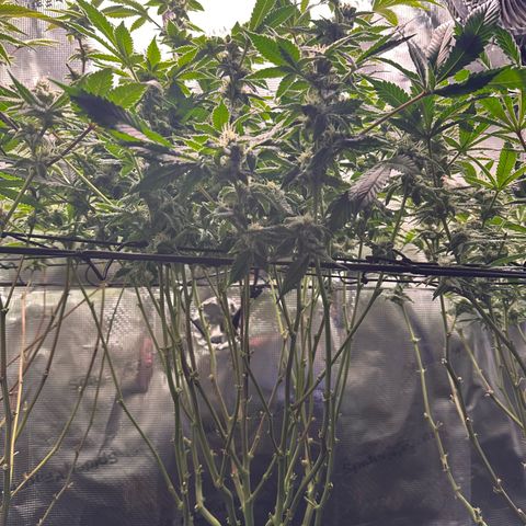 Broadway Runtz #2 growlog timeline photo
