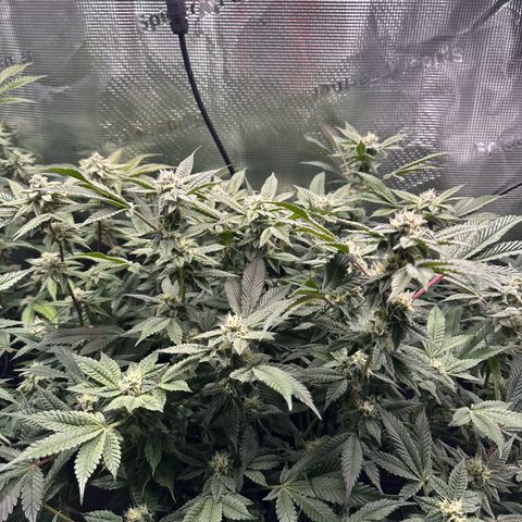 Broadway Runtz #2 growlog timeline photo