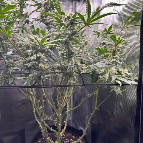 Blueberry Cupcake  growlog timeline photo