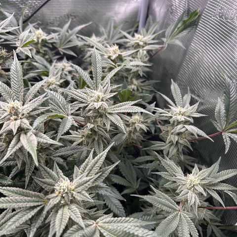 Blueberry Cupcake  growlog timeline photo