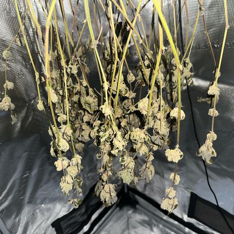 Jelly Donutz growlog timeline photo