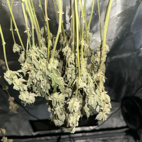 Broadway Runtz #2 growlog timeline photo