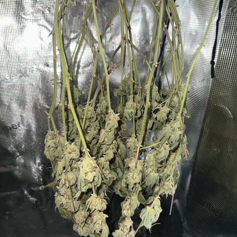 Blueberry Cupcake  growlog timeline photo
