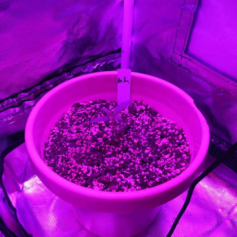 BKC growlog timeline photo