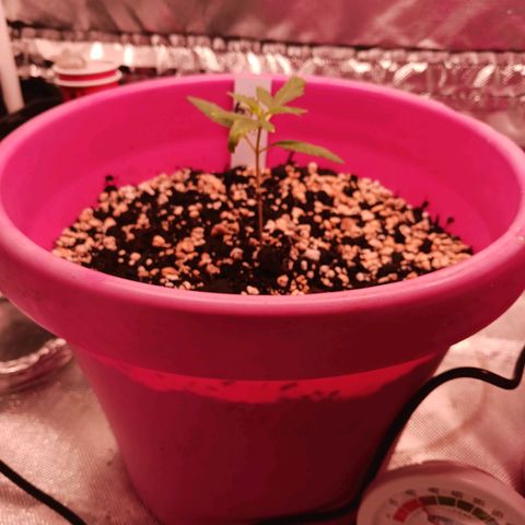 BKC growlog timeline photo