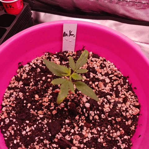 BKC growlog timeline photo