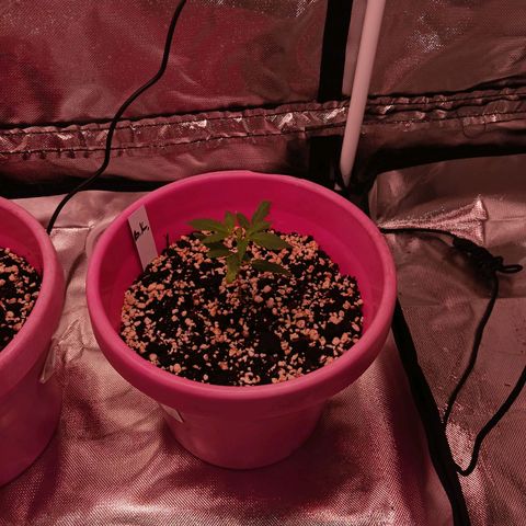 BKC growlog timeline photo