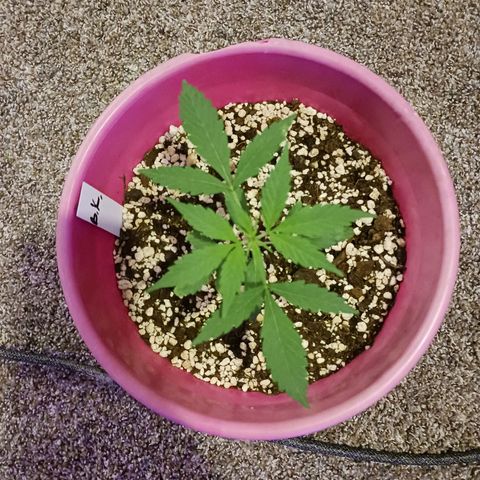 BKC growlog photo: Hight is at 4in