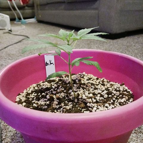BKC growlog photo: Hight is at 4in