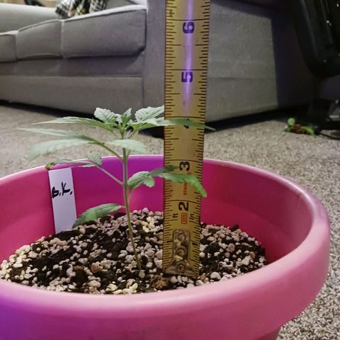 BKC growlog photo: Hight is at 4in